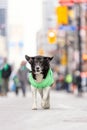 Happy dog wearing a festive green shirt walking down a street in a St Patrick\'s Day parade