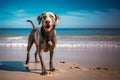 Happy dog weimaraner labrador gray color walks along the sandy beach of the ocean, sunny summer day