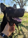 Happy dog whit its owner