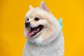 Happy dog White pomeranian breed smile on yellow background Royalty Free Stock Photo