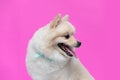 Happy dog White pomeranian breed smile Royalty Free Stock Photo