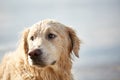 Happy doggie labrador enjoy playing on beach with owner. Royalty Free Stock Photo