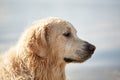 Happy doggie labrador enjoy playing on beach with owner. Royalty Free Stock Photo