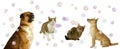 Happy Dogs and Cats with Bubbles Royalty Free Stock Photo