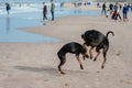 Happy dogs dobermans at the sea coast