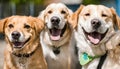 Happy dogs at a doggy day care, Pet dog mixed breed day care