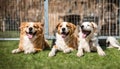 Happy dogs at a doggy day care, Pet dog mixed breed day