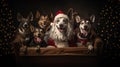 Happy Dogs Dressed in Santa Costumes for Holiday Merriment