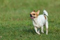 Happy dogs having fun running on the field.Chihuahua.