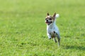 Happy dogs having fun running on the field.Chihuahua. Royalty Free Stock Photo