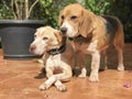 Happy Dogs Playing in the Yard Royalty Free Stock Photo