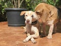 Happy Dogs Playing in the Yard Royalty Free Stock Photo