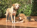 Happy Dogs Playing in the Yard Royalty Free Stock Photo