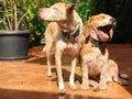 Happy Dogs Playing in the Yard Royalty Free Stock Photo