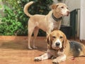 Happy Dogs Playing in the Yard Royalty Free Stock Photo