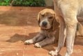 Happy Dogs Playing in the Yard Royalty Free Stock Photo