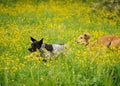Happy dogs running through a meadow with buttercups