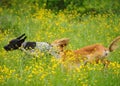 Happy dogs running through a meadow with buttercups