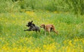 Happy dogs running through a meadow with buttercups