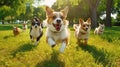 Happy dogs running towards the camera. Royalty Free Stock Photo