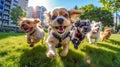 Happy dogs running towards the camera.