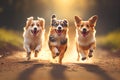 Happy dogs running