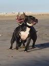 Happy dogs smiling american bully. Perros felizes. ÃÂ£ÃÂ»Ãâ¹ÃÂ±ÃÂºÃÂ° ÃÂÃÂ¾ÃÂ±ÃÂ°ÃÂºÃÂ¸.ÃÂ£ÃÂ»Ãâ¹ÃÂ±ÃÂ°ÃÅ½Ãâ°ÃÂ°ÃÂÃÂÃÂ ÃÂÃÂ¾ÃÂ±ÃÂ°ÃÂºÃÂ° Royalty Free Stock Photo