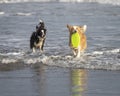 Two border collie dogs playing with a frisbee in shallow ocean water