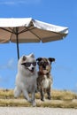 Dogs enjoy vacation at the beach