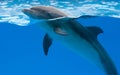 Happy dolphin in dolphinarium under the blue water Royalty Free Stock Photo