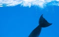 Happy dolphin in dolphinarium under the blue water