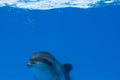 Happy dolphin in dolphinarium under the blue water Royalty Free Stock Photo