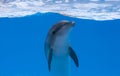 Happy dolphin in dolphinarium under the blue water Royalty Free Stock Photo