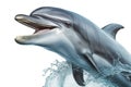 Happy dolphin jumping out of water Royalty Free Stock Photo