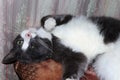 A happy domestic cat is spinning on its bed. The warmth and comfort of your home, love and care, saving lives and mercy
