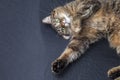 A happy domestic cat spins on its bed.