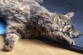 A happy domestic cat spins on its bed.