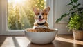 Happy domestic corgi puppy eating dog food from a white plate. Kitchen in Scandinavian style. Pet health and Royalty Free Stock Photo