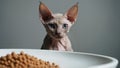 Happy domestic kitten eating kitten food from a plate. Scandinavian style kitchen. Pet health and nutrition.