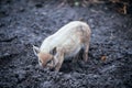 Happy domestic piglets and pigs play and have fun in the open. The concept of ecological and organic food on a pig farm in the vil Royalty Free Stock Photo