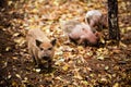 Happy domestic piglets and pigs play and have fun in the open. The concept of ecological and organic food on a pig farm in the vil Royalty Free Stock Photo