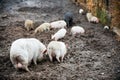 Happy domestic piglets and pigs play and have fun in the open. The concept of ecological and organic food on a pig farm in the vil Royalty Free Stock Photo