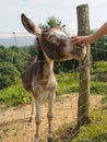 Happy donkey enjoying a nose rub. Royalty Free Stock Photo