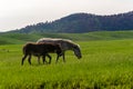 Happy Donkeys in a green field on a sunny day