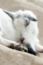happy dreaming goat Royalty Free Stock Photo