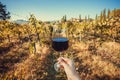 Happy drinker hand with wine glass. Natural grape yard farm at morning