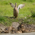 Happy Duck Royalty Free Stock Photo