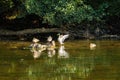 Happy ducklings in river Semois Belgium Royalty Free Stock Photo