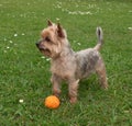 Happy, eager Yorkshire terrier dog standing alert on grass in park with a rubber ball Royalty Free Stock Photo