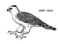 Happy eagle. Wild forest bird of prey. Hand drawn sketch graphic style. Fashion patch. Print for t-shirt, Tattoo or